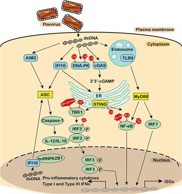 DNA-Sensing Antiviral Innate Immunity in <mark class="highlighted">Poxvirus</mark> Infection